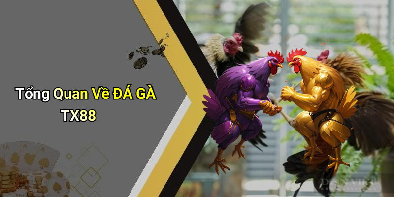 Tổng Quan Về ĐÁ GÀ TX88