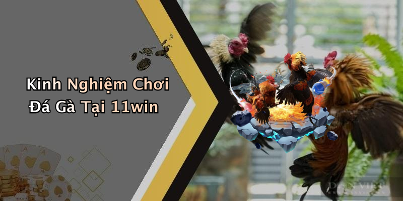 Những Điểm Nổi Bật Của ĐÁ GÀ 11WIN